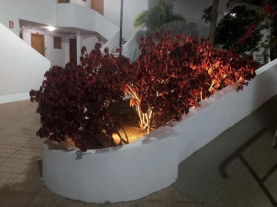 Apartamento Lucia Garden City Con Piscina Climatizada Playa Feñabe エクステリア 写真